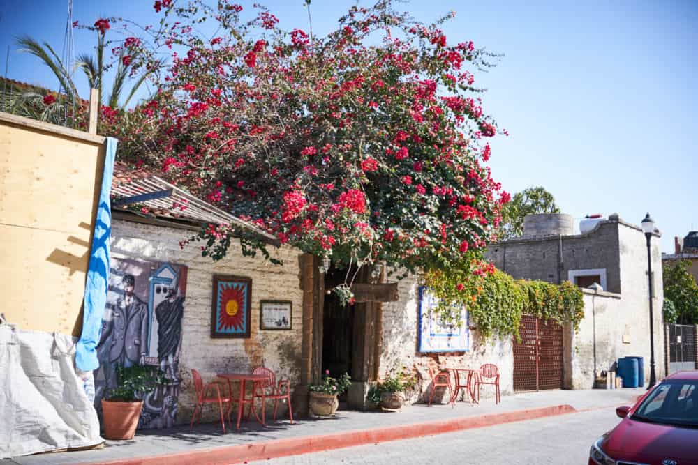 A small white storefront building with a large bush with red flowers growing over the top of it in Todos Santos, Mexico. 