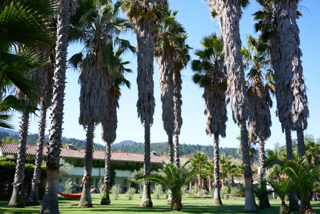 Large palm trees in the foreground in front of The Lodge rooms.