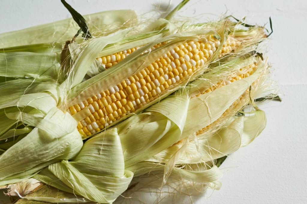 Several ears of fresh corn with the husks peeled back.