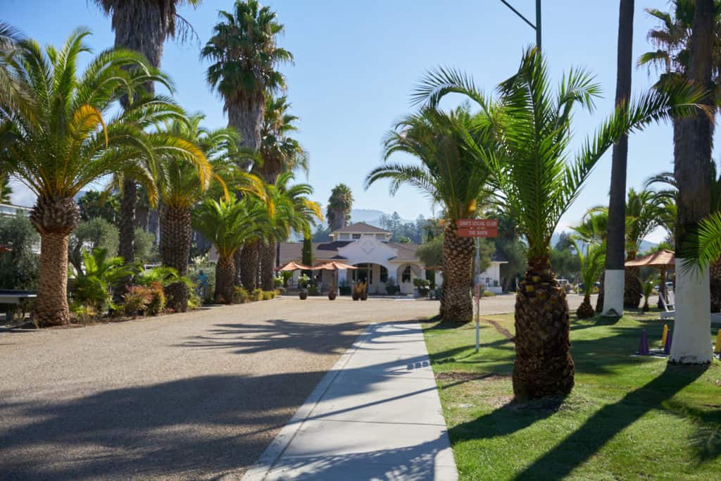 The driveway of Indian Springs Resort and Spa, lined with palm trees, leading toward a white stucco building.