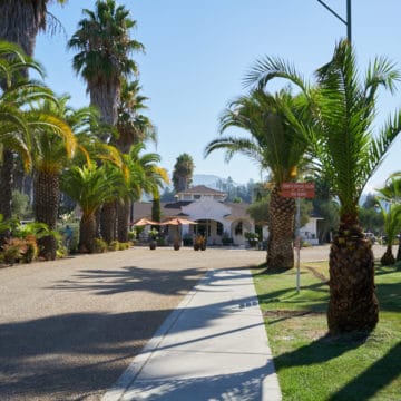 The driveway of Indian Springs Resort and Spa, lined with palm trees, leading toward a white stucco building.
