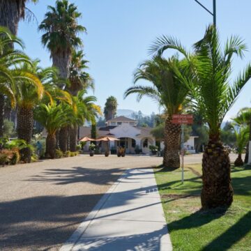 The driveway of Indian Springs Resort and Spa, lined with palm trees, leading toward a white stucco building.