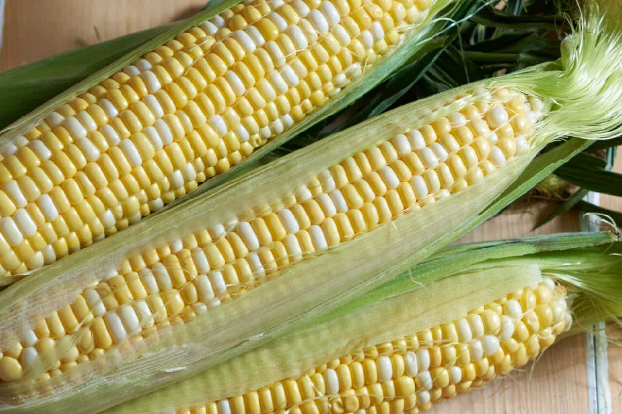 Three ears of corn on the cob with some of the husk pulled back.